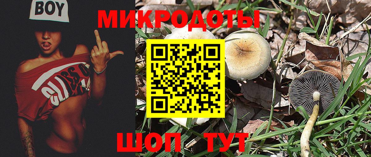 Псилоцибиновые грибы Psilocybe Туапсе